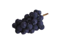 포도(캠벨얼리)