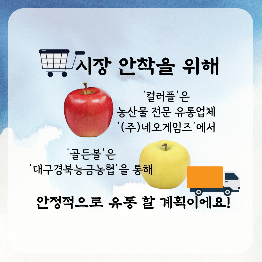 시장 안착을 위해 컬러플은 농산물 전문 유통업체 (주)네오게임즈에서 골든볼은 대구경북능금농협을 통해 안정적으로 유통 할 계획이에요! 