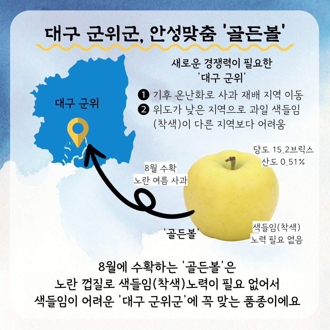 대구 군위군, 안성맞춤 골든볼 새로운 경쟁력이 필요한 대구 군위 1. 기후 온난화로 사과 재배 지역 이동 2.위도가 낮은 지역으로 과일 색들임(착색)이 다른지역보다 어려움 대구 군위 8월 수확 노란 여름 사과 당도 15.2브릭스 산도 0.51% 색들임(착색) 노력 필요 없음 9월에 수확하는 골든볼은 노란 껍질로 색들임(착색) 노력이 필요 없어서 색들임이 어려움 대구 군위군에 꼭 맞는 품종이에요 