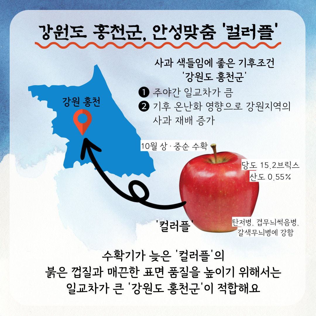 강원도 홍천군, 안성맞춤 컬러플 사과 색들임에 좋은 기후조건 강원도 홍천군 1.주야간 일교차가 큼 2. 기후 온난화 영향으로 강원지역의 사과 재배 증가 강원 홍천 10월 상중순 수확 당도 15.2브릭스 산도 0.55% 탄저병, 겹무늬썩음병, 갈색무늬병에 강함 컬러플 수확기가 늦은 컬러플의 붉은 껍질과 매끈한 표면 품질을 높이기 위해서는 일교차가 큰 강원도 홍천군이 적합해요 