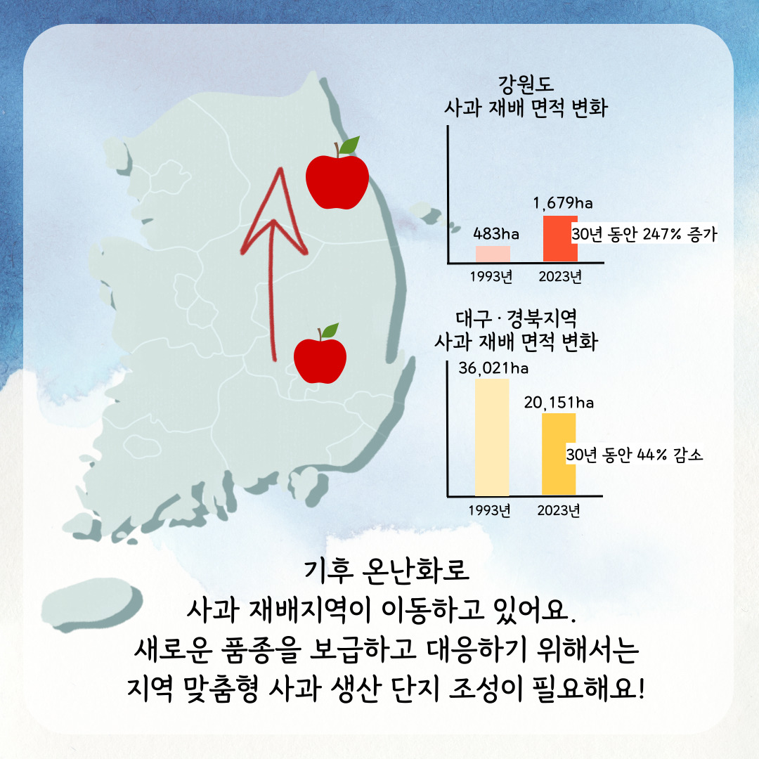 강원도 사과 재배 면적 변화 1993년 483ha 2023년 30년 동안 247%증가 1,679ha 대구경북지역 사과 재배 면적 변화 1993년 36,021ha 2023년 20,151ha 30년 동안 44%감소 기후 온난화로 사과 재배지역이 이동하고 있어요. 새로운 품종을 보급하고 대응하기 위해서는 지역 맞춤형 사과 생산 단지 조성이 필요해요! 
