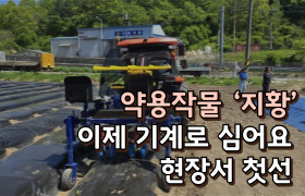 [썸네일 이미지] 약용작물 ‘지황’ 이제 기계로 심어요, 현장서 첫선