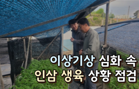 [썸네일 이미지] 이상기상 심화 속 인삼 생육 상황 점검