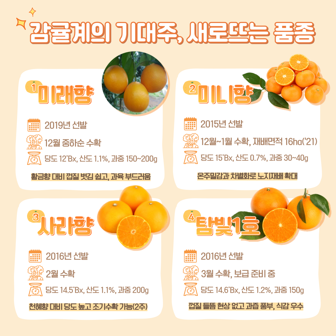 감귤계의 기대주, 새로뜨는 품종 1. 미래향 2019년 선발 12월 중하순 수확 당도 12브릭스, 산도 1.1%, 과중 150~200g 황금향 대비 껍질 벗김 쉽고, 과육 부드러움 2. 미니향 2015년 선발 12월~1월 수확, 재배면적 16ha('21) 당도 15브릭스, 산도 0.7%, 과중 30~40g 온주밀감과 차별화로 노지재배 확대 3. 사라향 2016년 선발 2월 수확 당도 14.5브릭스, 산도 1.1%, 과중 200g 천혜향 대비 당도 높고 조기수확 가능(2주) 4. 탐빛 1호 2016년 선발 3월 수확, 보급 준비 중 당도 14.6 브릭스, 산도 1.2%, 과중 150g 껍질 들뜸 현상 없고 과즙 풍부, 식감 우수