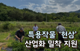 [썸네일 이미지] 농촌진흥청, 특용작물 ‘현삼’ 산업화 밀착 지원
