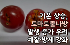 [썸네일 이미지] 기온 상승, 토마토뿔나방 발생 증가 우려↑… 예찰·방제 강화
