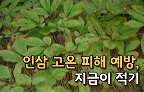 [썸네일 이미지] 인삼 고온 피해 예방, 지금이 적기