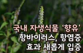 [썸네일 이미지] 국내 자생식물 ‘향유’ 항바이러스, 항염증 효과 새롭게 입증