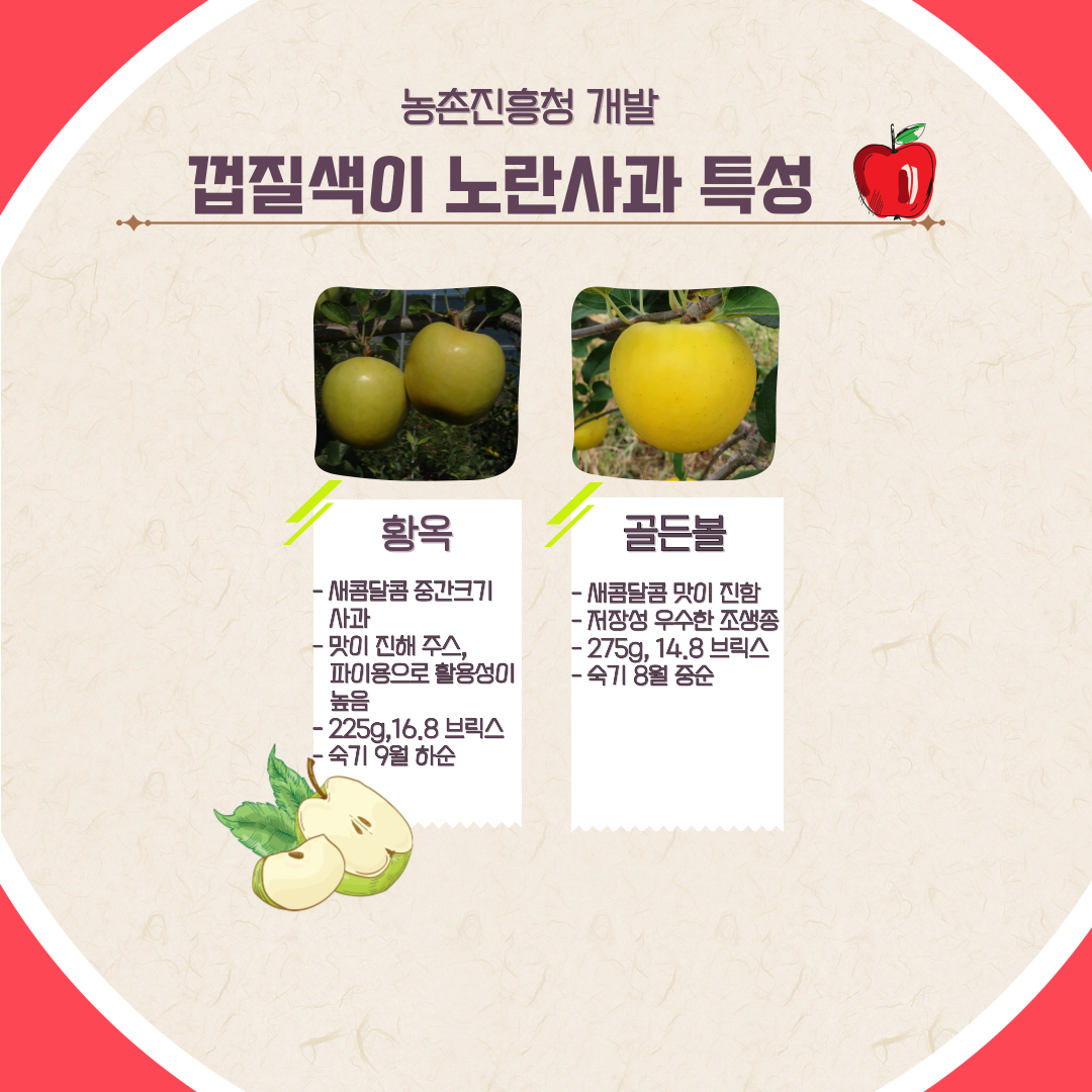 농촌진흥청 개발 껍질색이 노란사과 특성 황옥 새콤달콤 중간크기 사과 맛이 진해 주스, 파이용으로 활용성이 높음 225g, 16.8브릭스 숙기 9월 하순 골든볼 새콤달콤 맛이 진함 저장성 우수한 조생종 275g, 14.8 브릭스 숙기 8월 중순 
