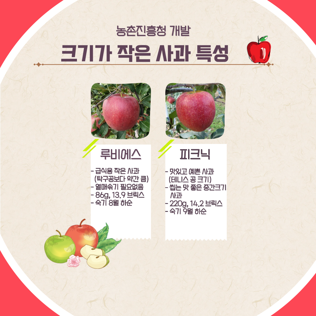 농촌진흥청 개발 크기가 작은 사과 특성 루비에스 급식용 작은 사과(탁구공보다 약간 큼) 열매솎기 필요없음 86g, 13.9브릭스 숙기 8월 하순 피크닉 맛있고 예쁜 사과(테니스 공크기) 씹는 맛 좋은 중간 크기 사과 220g, 14.2브릭스 숙기 9월 하순 