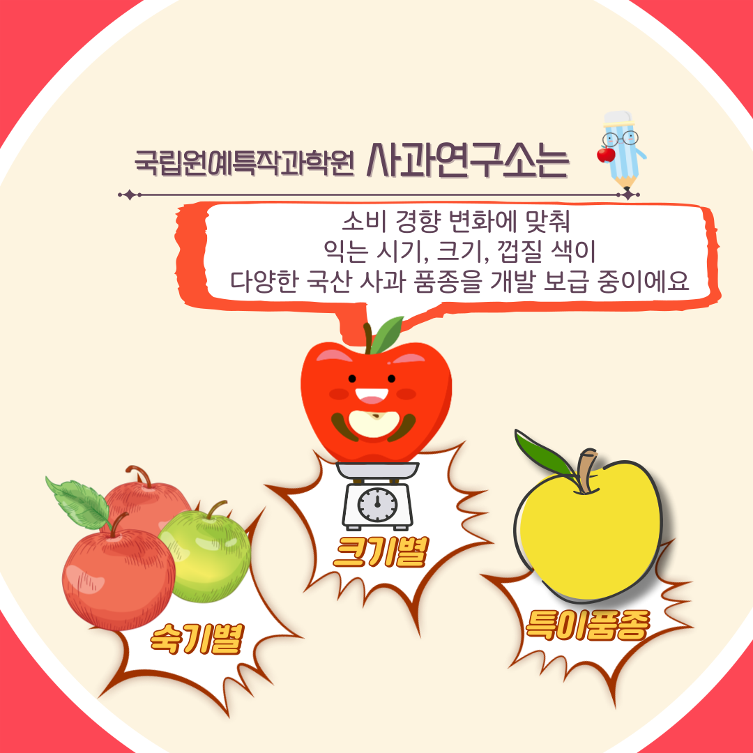 국립원예특작과학원 사과연구소는 소비 경향 변화에 맞춰 익는 시기, 크기, 껍질 색이 다양한 국산 사과 품종을 개발 보급 중이에요 숙기별 크기별 특이품종 