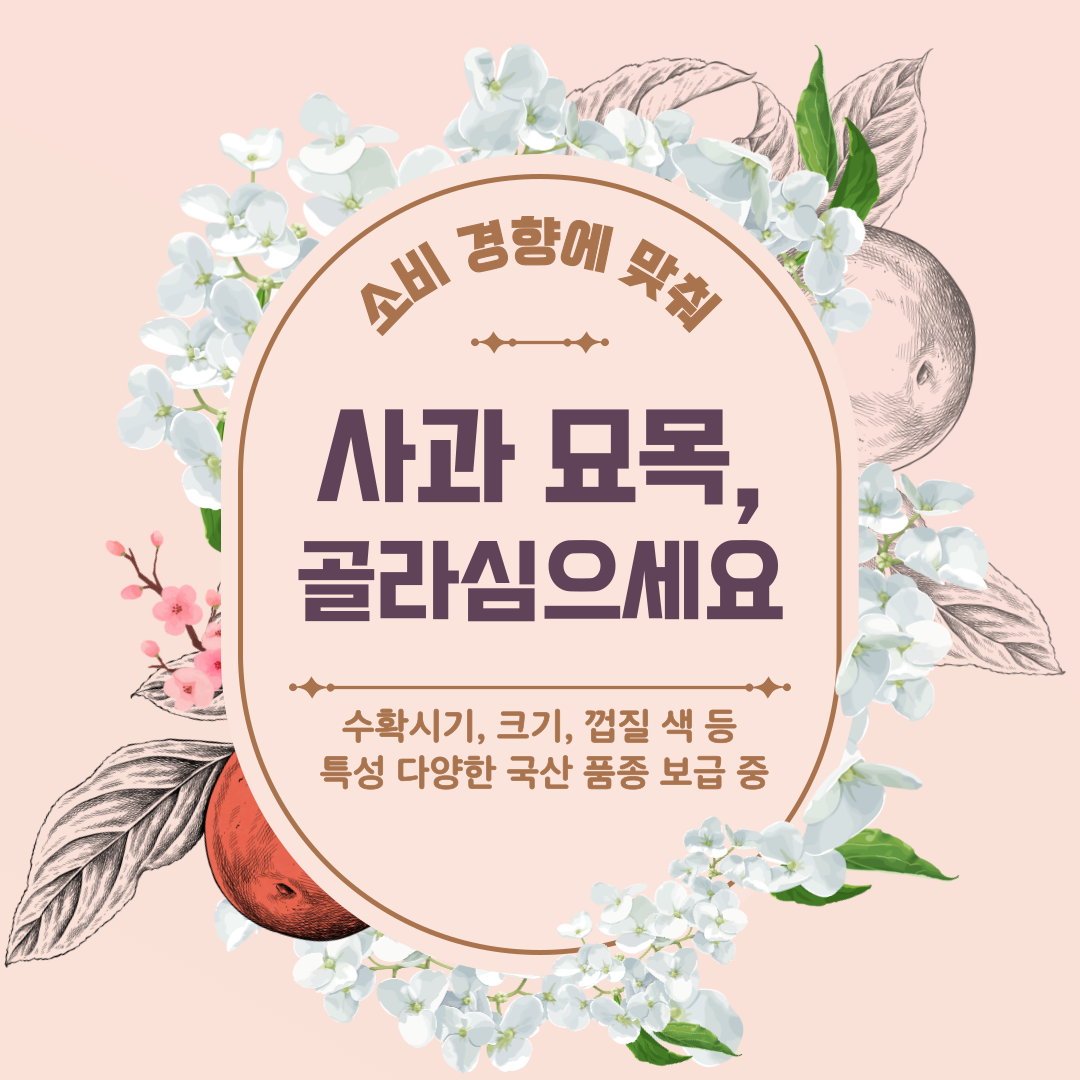 소비 경향에 맞춰 사과 묘목, 골라심으세요 수확시기, 크기, 껍질 색 등 특성 다양한 국산 품종 보급 중 