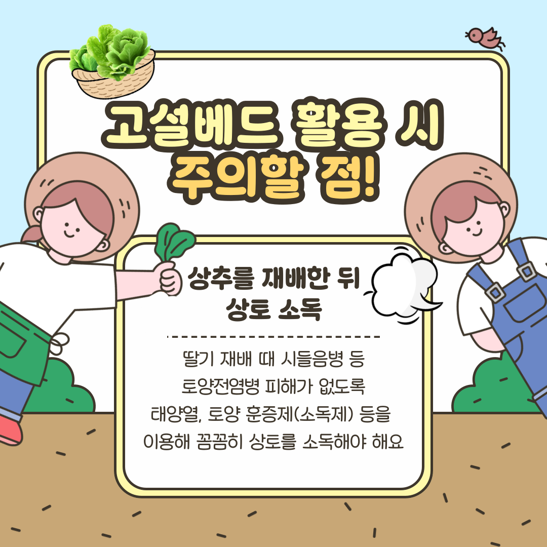 고설베드 활용 시 주의할점! 상추를 재배한 뒤 상토 소독 딸기 재배 때 시들음병 등 토양전염병 피해가 없도록 태양열, 토양 훈증제(소독제) 등을 이용해 꼼꼼히 상토를 소독해야 해요