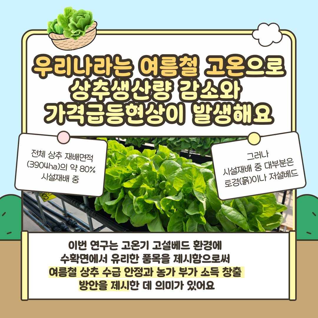 우리나라 여름철 고온으로 상추 생산량 감소와 가격 급등 현상이 발생해요 전체 상추 재배면적(3904ha)의 약 80% 시설재배 중 그러나 시설재배 중 대부분 토경(흙)이나 저설베드 이번 연구는 고온기 고설베드 환경에 수확면에서 유리한 품목을 제시함으로써 여름철 상추 수급 안정과 농가 부가 소득창출 방안을 제시한 데 의미가 있어요