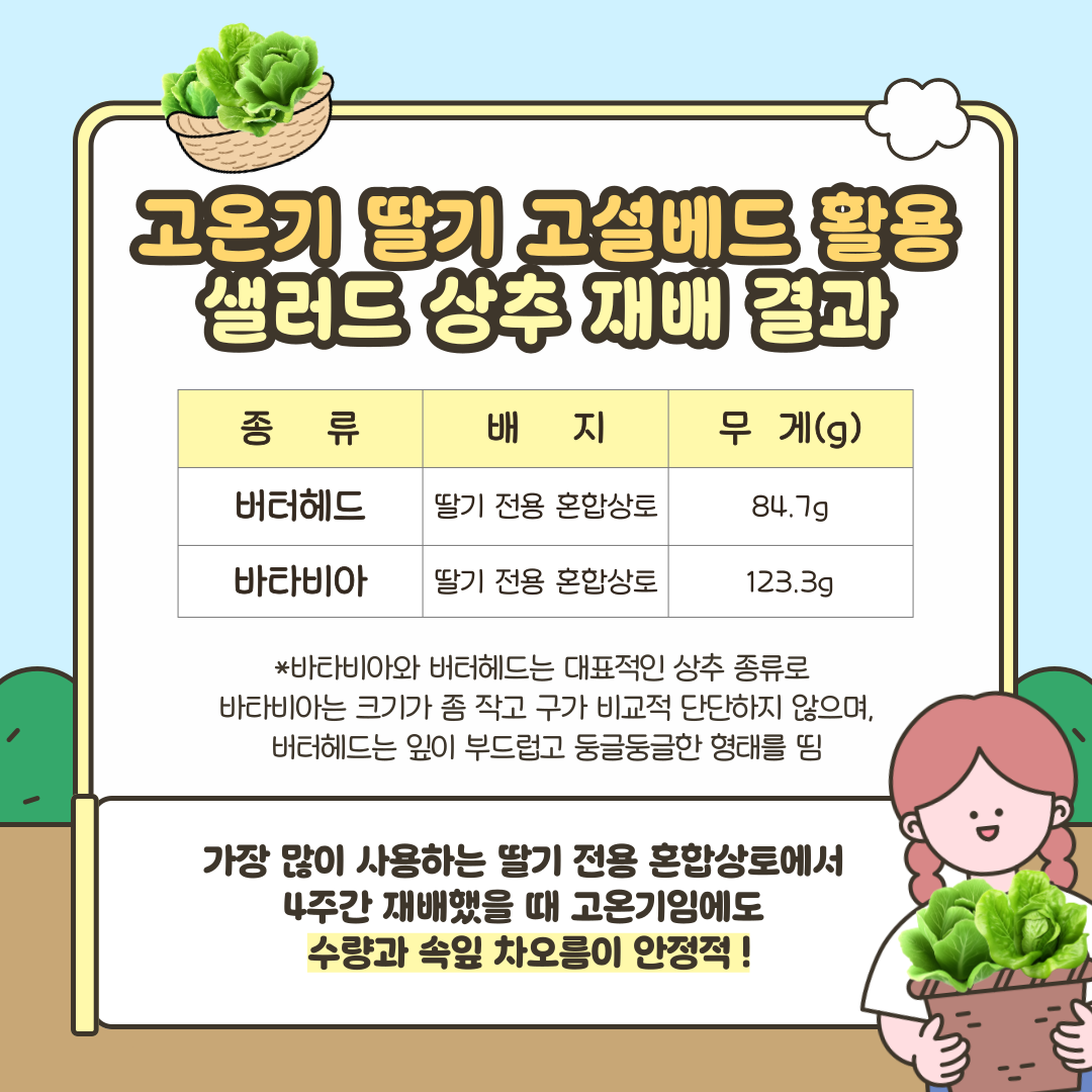 고온기 딸기 고설베드 활용 샐러드 상추 재배 결과 버터헤드: 딸기전용 혼합상토 84.7g 바타비아: 딸기전용 혼합상토 123.3g *버터헤드와 바타비아는 대표적인 상추 종류로 바타비아는 크기가 좀 작고 구가 비교적 단단하지 않으며, 버터헤드는 잎이 부드럽고 둥글둥글한 형태를 띰 가장 많이 사용하는 딸기 전용 혼합상토에서 4주간 재배했을 때 고온기임에도 수량과 속잎 차오름이 안정적!