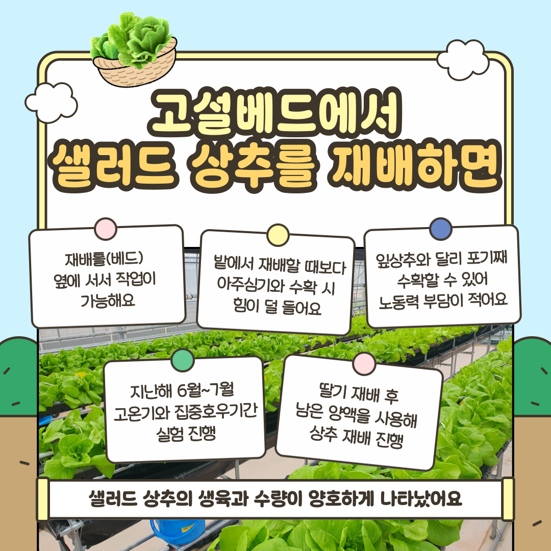고설베드에서 샐러드 상추를 재배하면 재배틀(베드) 옆에 서서 작업이 가능해요 밭에서 재배할 때보다 아주심기와 수확 시 힘이 덜 들어요 잎상추와 달리 포기째 수확할 수 있어 노동력 부담이 적어요 지난해 6월~7월 고온기와 집중호우기간 실험 진행 딸기 재배 후 남은 양액을 사용해 상추 재배 진행 샐러드 상추의 생육과 수량이 양호하게 나타났어요