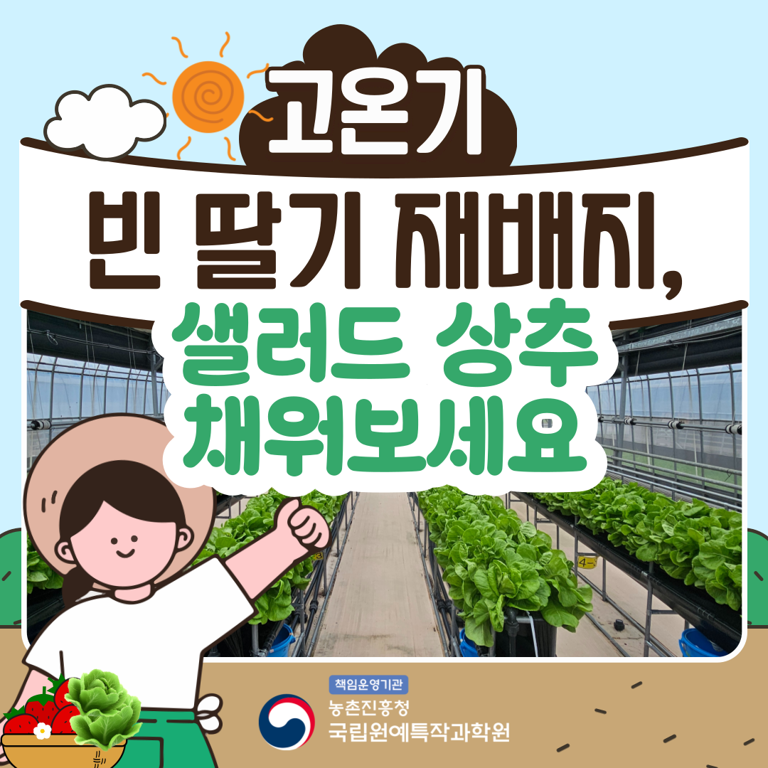  고온기 빈 딸기 재배지, 샐러드 상추 채워보세요 책임운영기관 농촌진흥청 국립원예특작과학원