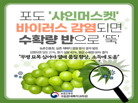 [썸네일 이미지] 포도 '샤인머스켓' 바이러스 감염되면 수확량 반으로 '뚝'