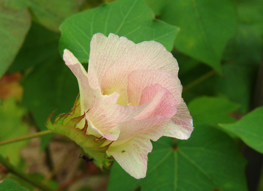목화 이미지 3