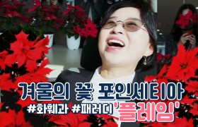 [썸네일 이미지] 내부자들이 연구한 포인세티아 '플레임', 크리스마스 꽃의 신세계~🤩