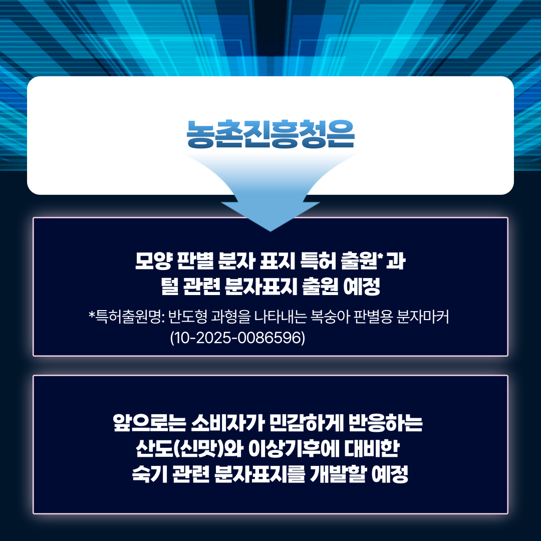 농촌진흥청은 모양 판별 분자표지 특허 출원*과 털 관련 분자표지 출원 예정 *특허출원명: 반도형 과형을 나타내는 복숭아 판별용 분자마커(10-2025-0086596) 앞으로는 소비자가 민감하게 반응하는 산도(신맛)와 이상기후에 대비한 숙기 관련 분자표지를 개발할 예정