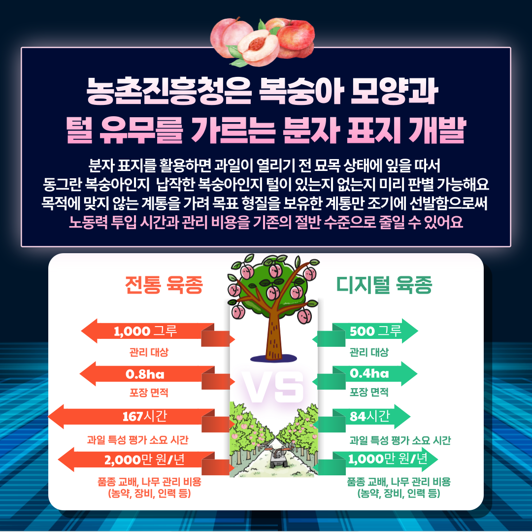 농촌진흥청은 복숭아 모양과 털 유무를 가르는 분자 표지 개발 분자 표지를 활용하면 과일이 열리기 전 묘목 상태에 잎을 따서 동그란 복숭아인지 납작한 복숭아인지 털이 있는지 없는지 미리 판결 가능해요 목적에 맞지 않는 계통을 가려 목표 형질을 보유한 계통만 조기에 선발함으로써 노동력 투입 시간과 관리 비용을 기존의 절반 수준으로 줄일 수 있어요