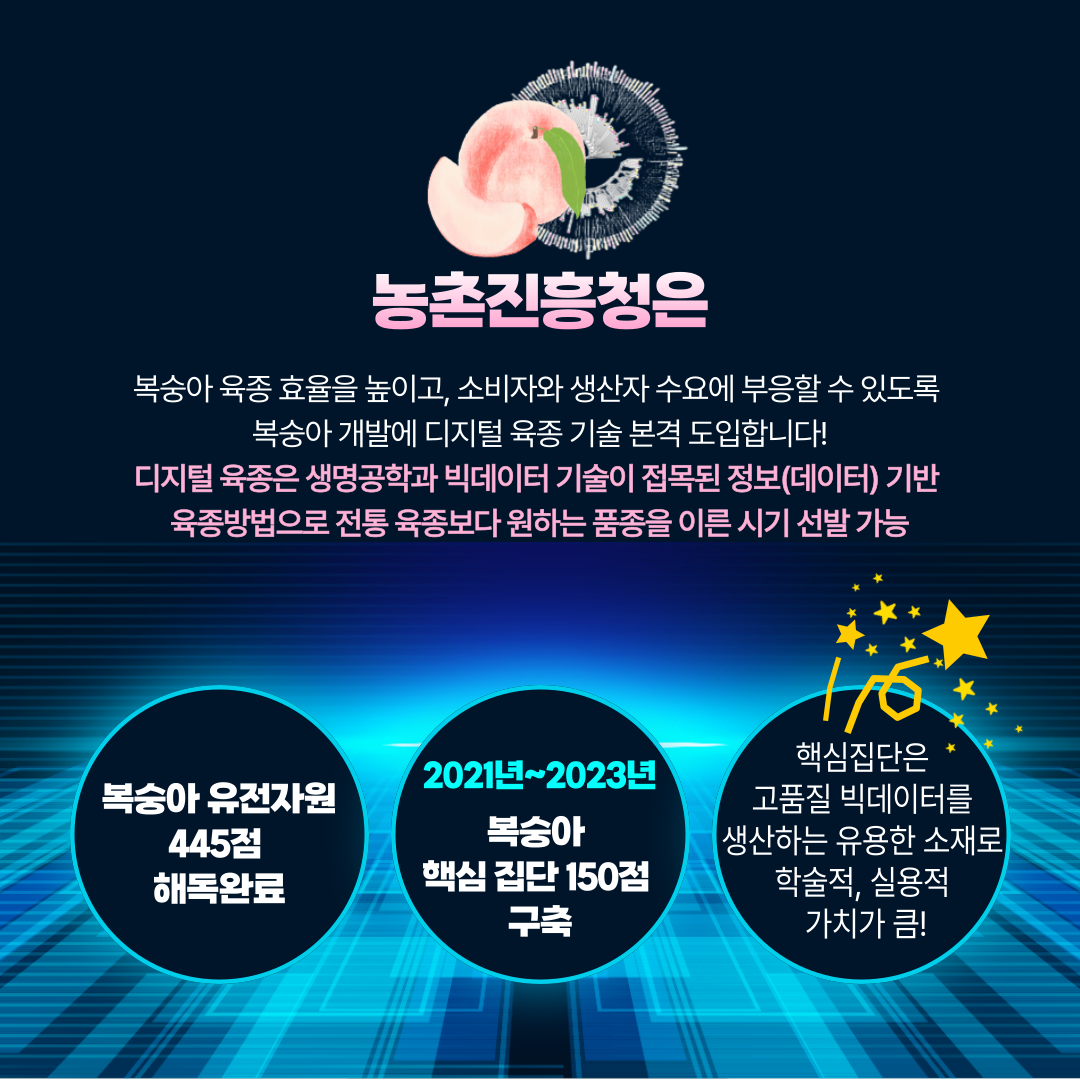 농촌진흥청은 복숭아 육종 효율을 높이고, 소비자와 생산자 수요에 부응할 수 있도록 복숭아 개발에 디지털 육종 기술 본격 도입합니다! 디지털 육종은 생명공학과 빅데이터 기술이 접목된 정보(데이터) 기반 육종방법으로 전통 육종보다 원하는 품종을 이른 시기 선발 가능 복숭아 유전자원 455점 해독 완료 2021년~2023년 복숭아 핵심 집단 150점 구축 핵심집단은 고품질 빅데이터를 생산하는 유용한 소재로 학술적, 실용적 가치가 큼!