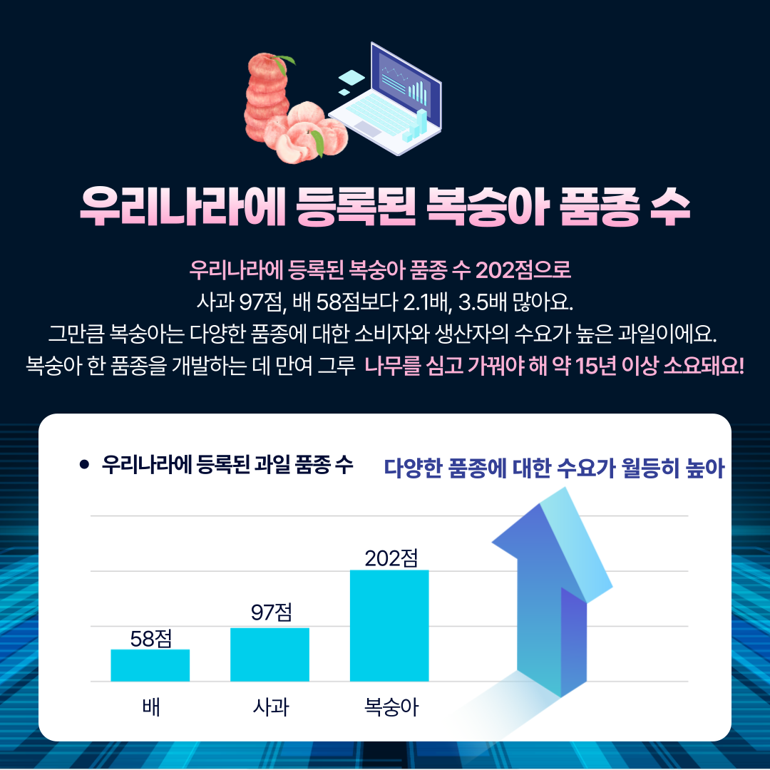 우리나라에 등록된 복숭아 품종 수 우리나라에 등록된 복숭아 품종 수 202점으로 사과97점, 배58점보다 2.1배, 3.5배 많아요. 그만큼 복숭아는 다양한 품종에 대한 소비자와 생산자의 수요가 높은 과일이에요. 복숭아 한 품종을 개발하는 데 만여 그루 나무를 심고 가꿔야 해 약 15년 이상 소요돼요!