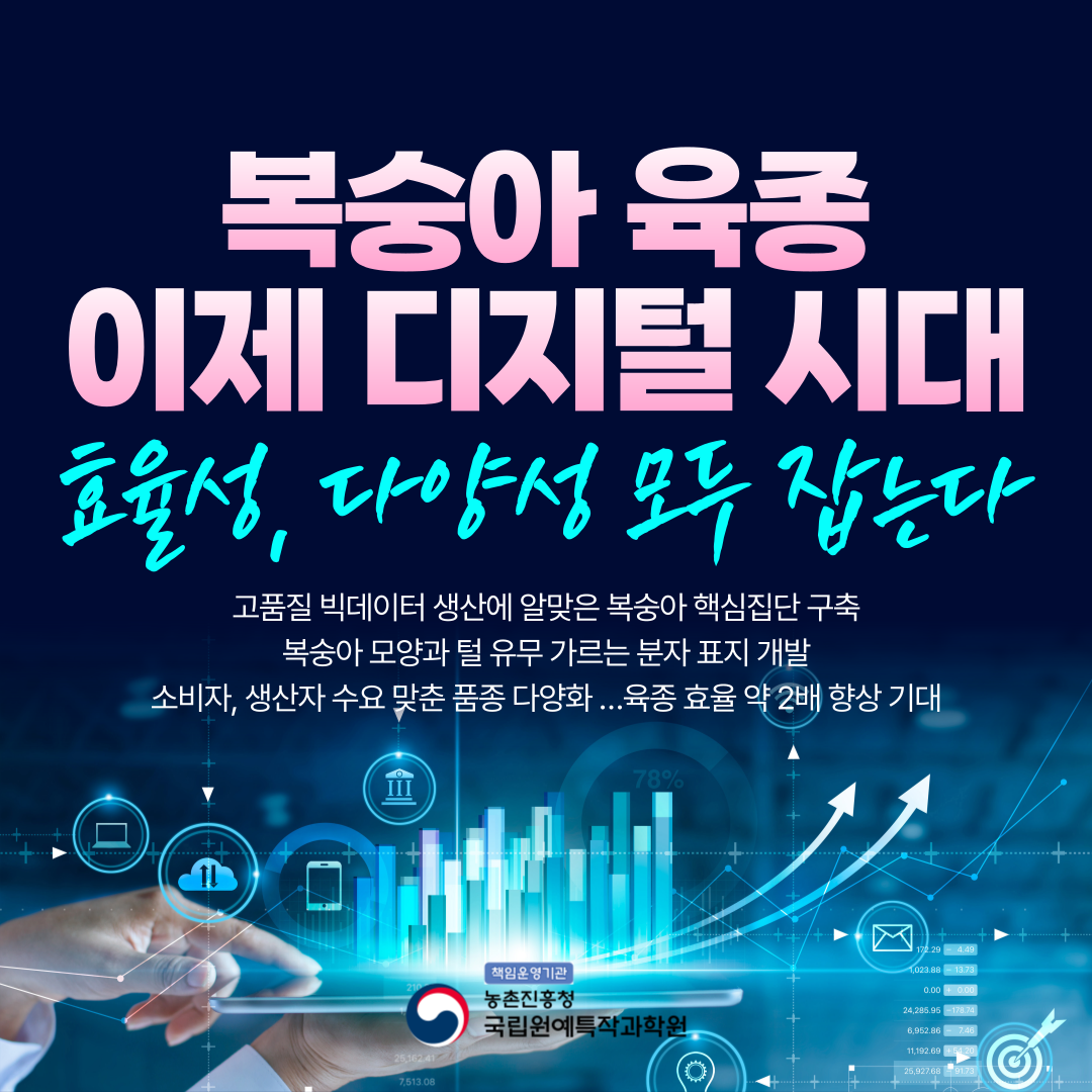 복숭아 육종 이제 디지털 시대 효율성, 다양성 모두 잡는다 고품질 빅데이터 생산에 알맞은 복숭아 핵심집단 구축 복숭아 모양과 털 유무 가르는 분자 표지 개발 소비자, 생산자 수요 맞춘 품종 다양화...육종 효율 약 2배 향상 기대 책임운영기관 농촌진흥청 국립원예특작과학원
