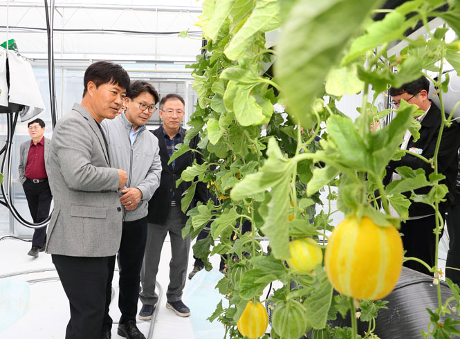 참외 스마트팜 하향식 수직재배 연구 현장 방문
