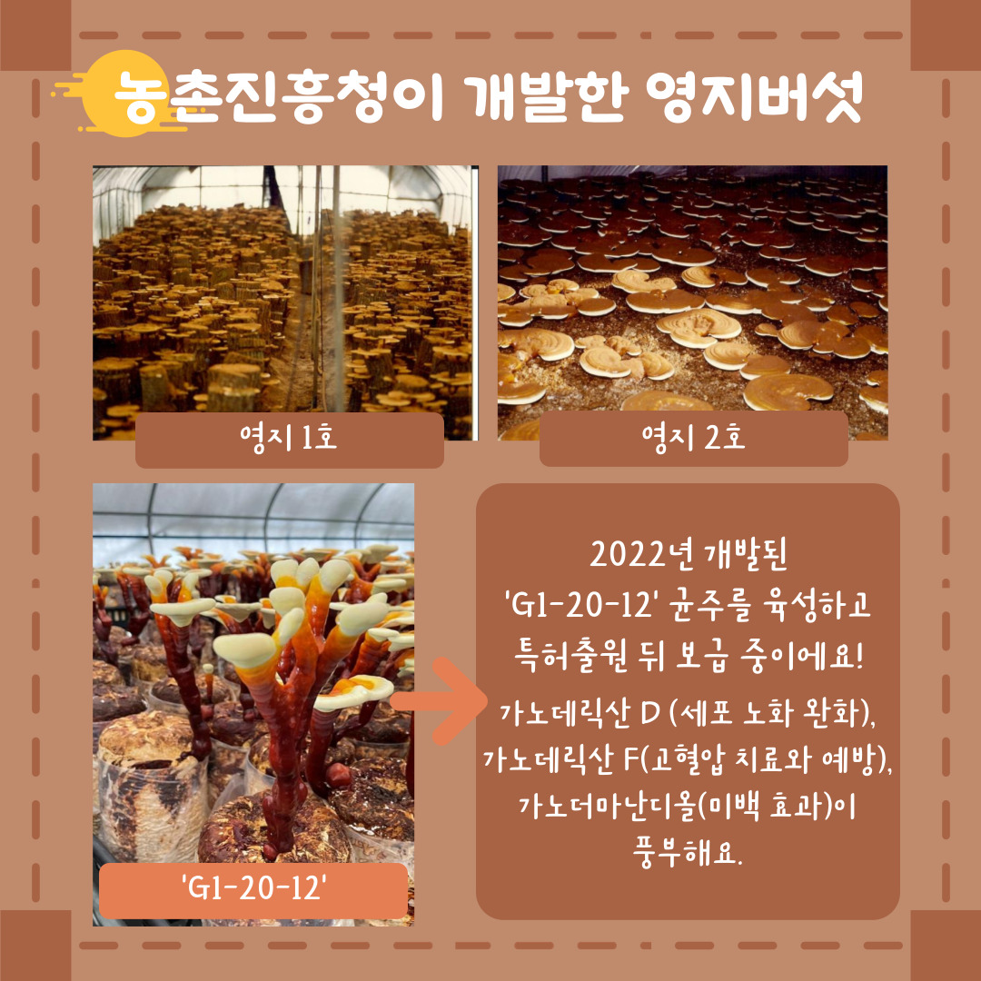 농촌진흥청이 개발한 영지버섯 영지 1호 영지 2호 G1-20-12 2022년 개발된 G1-20-12 균주를 육성하고 특허출원 뒤 보급 중이에요! 가노데릭산 D (세포 노화 완화), 가노데릭산 F (고혈압 치료와 예방), 가노더마난디올(미백효과)이 풍부해요. 