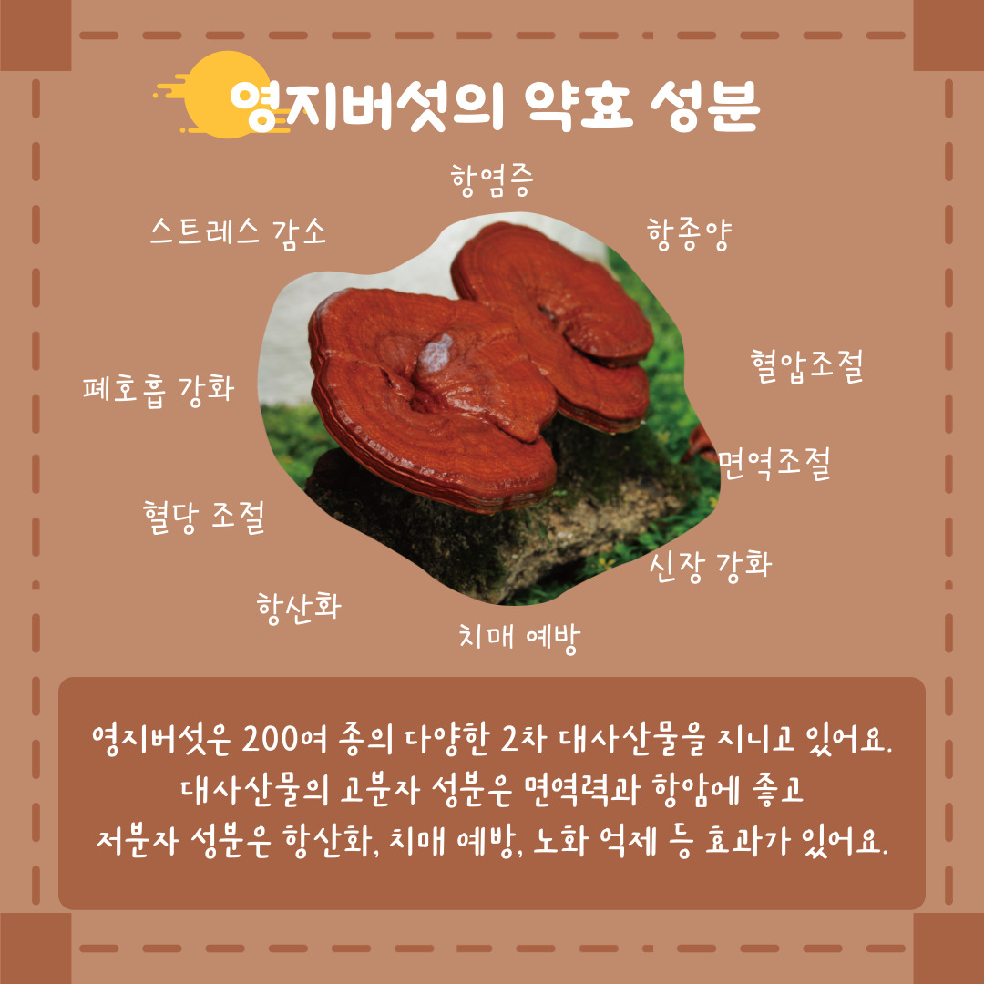 영지버섯의 약효성분 스트레스 감소 항염증 항종양 혈압조절 면역조절 신장 강화 치매 예방 항산화 혈당 조절 폐호흡 강화 영지 버섯은 200여 종의 다양한 2차 대사산물을 지니고 있어요. 대사산물의 고분자 성분은 면역력과 항암에 좋고 저분자 성분은 항산화, 치매 예방, 노화 억제 등 효과가 있어요. 