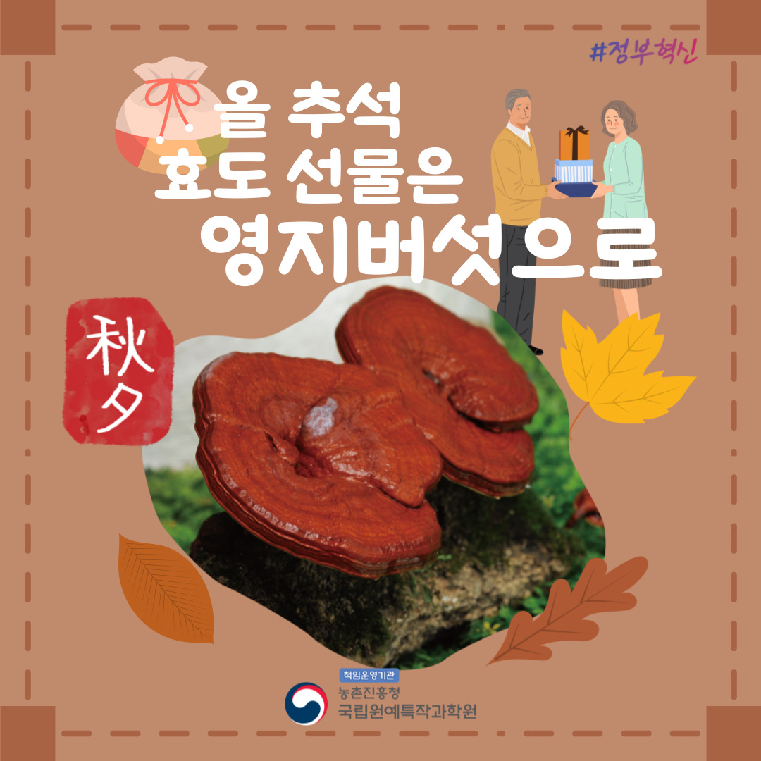 #정부혁신 올 추석 효도 선물은 영지버섯으로 책임운영기관 농촌진흥청 국립원예특작과학원