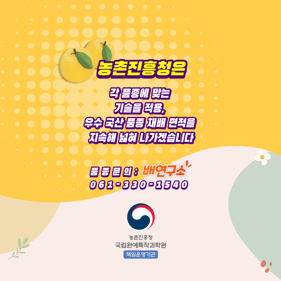 농촌진흥청은 각 품종에 맞는 기술을 적용, 우수 국산 품종 재배 면적을 지속해 넓혀 나가겠습니다 품종문의 : 배연구소 061-330-1540 책임운영기관 농촌진흥청 국립원예특작과학원 