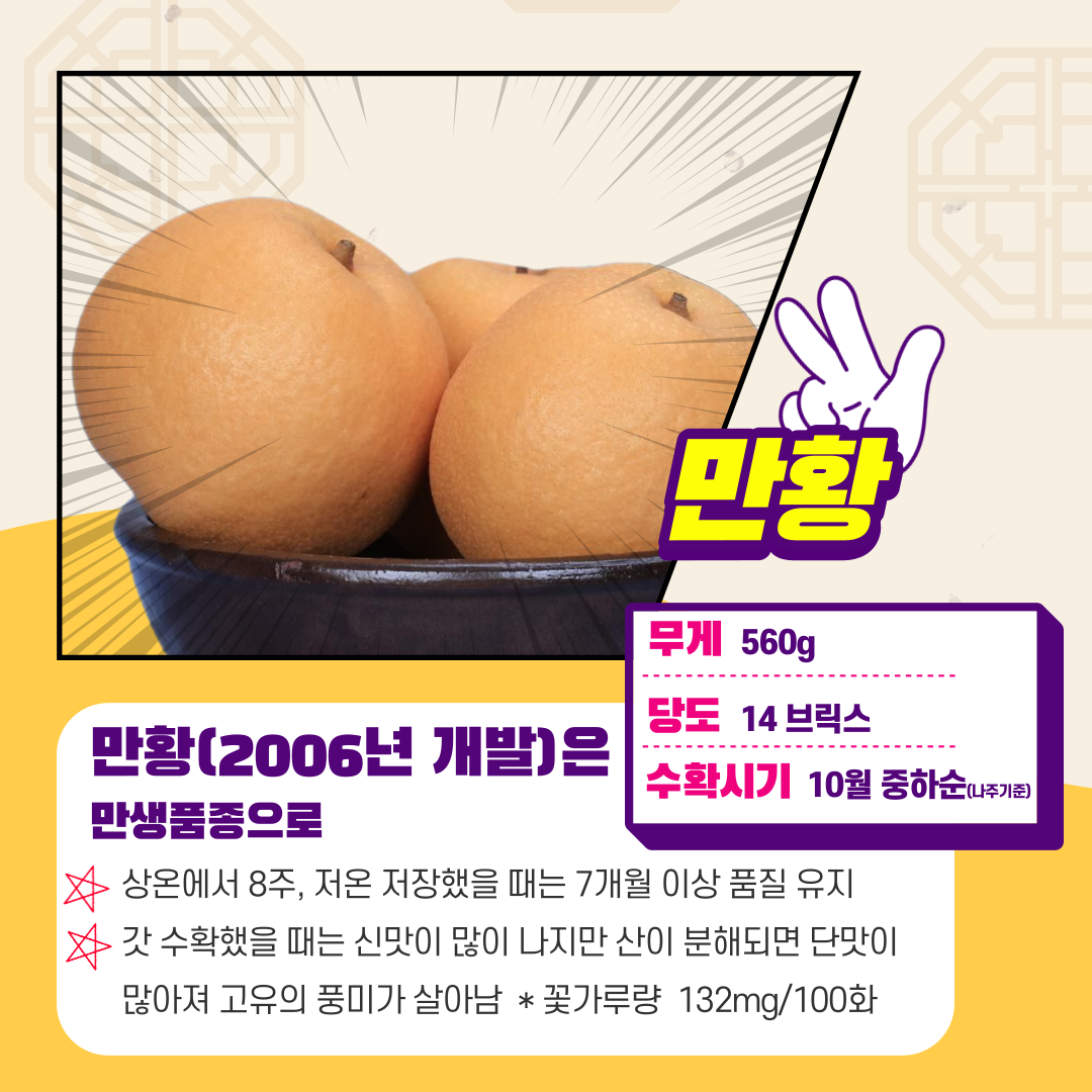 만황 무게 560g 당도 14브릭스 수확시기 10월 중하순(나주기준) 만황 (2006년 개발)은 만생품종으로 상온에서 8주, 저온 저장했을 때는 7개월 이상 품질 유지 갓 수확했을 때는 신맛이 많이 나지만 산이 분해되면 단맛이 많아져 고유의 풍미가 살아남 * 꽃가루량 132mg/100화 