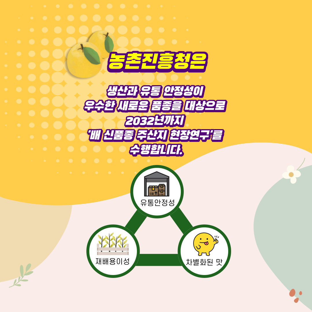 농촌진흥청은 생산과 유통 안정성이 우수한 새로운 품종을 대상으로 2032년까지 배 신품종 주산지 현장연구를 수행합니다 유통안정성 재배용이성 차별화된 맛 