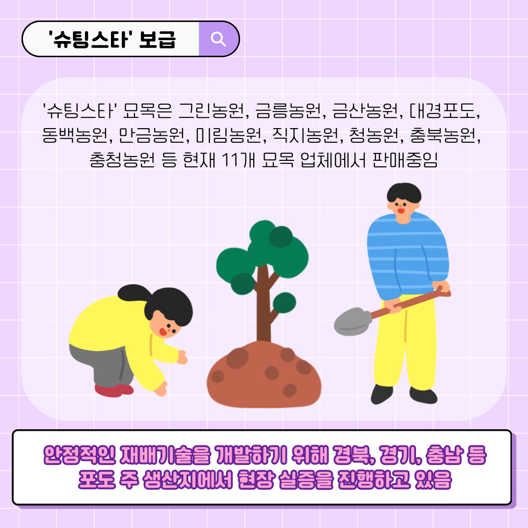 슈팅스타 보급 슈팅스타 묘목은 그린농원, 금릉농원, 금산농원, 대경포도, 동백농원, 만금농원, 미림농원, 직지농원, 청녹원, 충북농원, 충청농원 등 현재 11개 묘목 업체에서 판매중임 안정적인 재배기술을 개발하기 위해 경북, 경기, 충남 등 포도 주 생산지에서 현장 실증을 진행하고 있음 