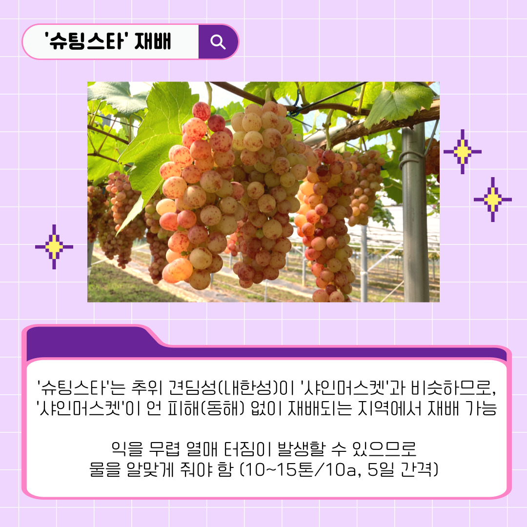 슈팅스타 재배 슈팅스타는 추위 견딤성(내한성)이 샤인머스켓과 비슷하므로, 샤인머스켓이 언 피해(동해) 없이 재배되는 지역에서 재배 가능 익을 무렵 열매 터짐이 발생할 수 있으므로 물을 알맞게 줘야 함(10-15톤/10a,5일 간격) 