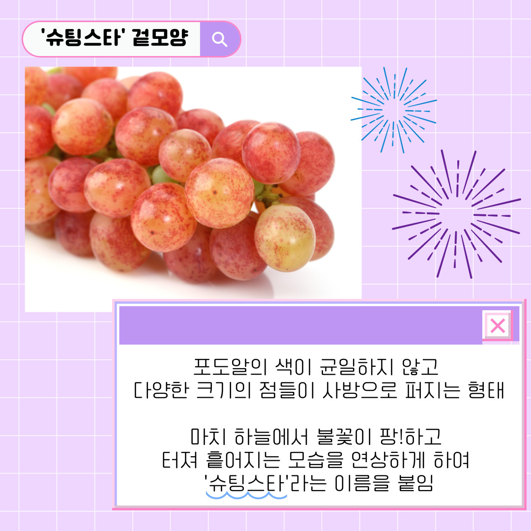 슈퍼스타 겉모양 포도알의 색이 균일하지 않고 다양한 크기의 점들이 사방으로 퍼지는 형태 마치 하늘에서 불꽃이 팡!하고 터져 흩어지는 모습을 연상하게 하여 슈팅스타라는 이름을 붙임 
