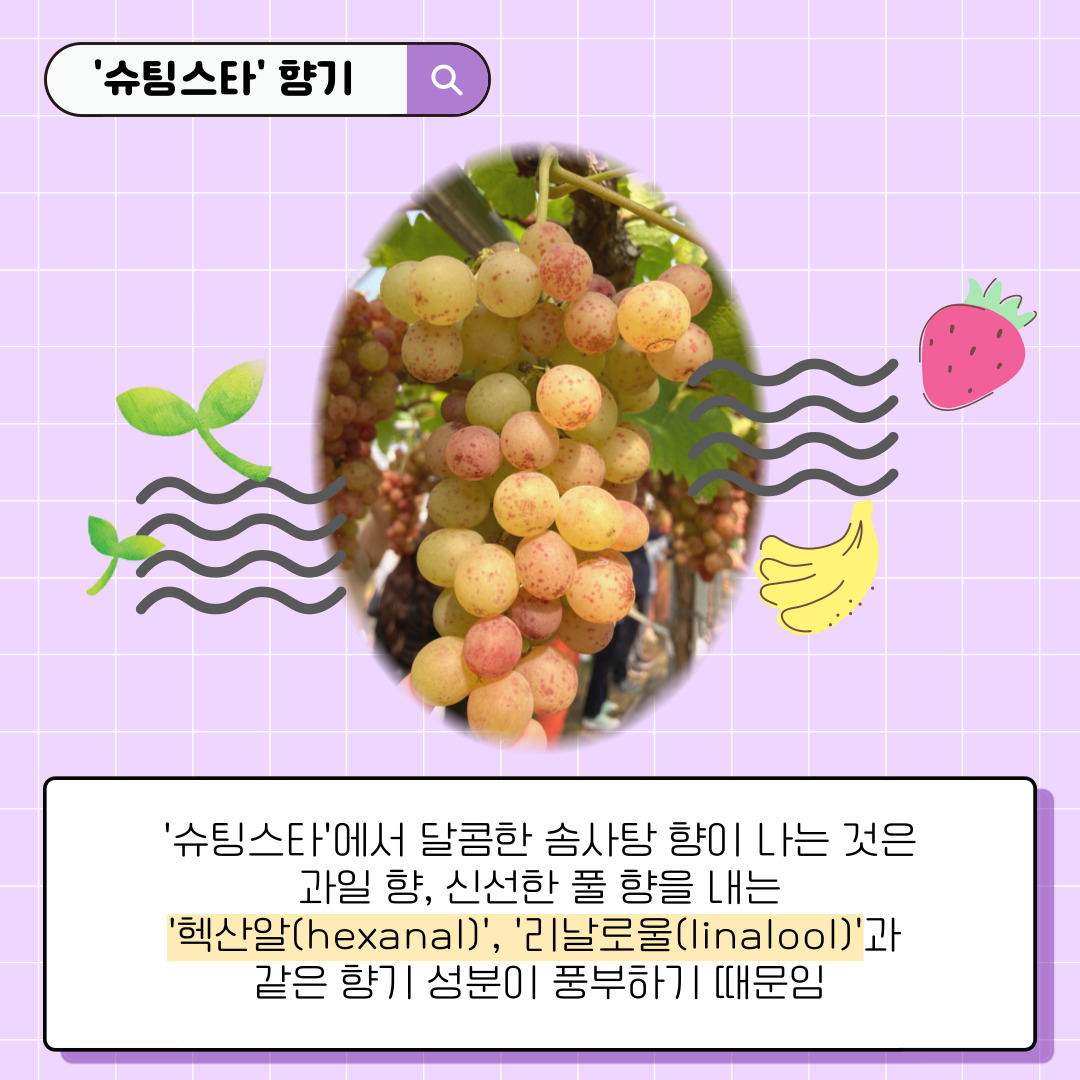 슈팅스타 향기 슈팅스타에서 달콤한 솜사탕 향이 나는 것은 과일 향, 신선한 풀 향을 내는 헥산알(hexanal), 리날로울(linalool)과 같은 향기 성분이 풍부하기 때문임 