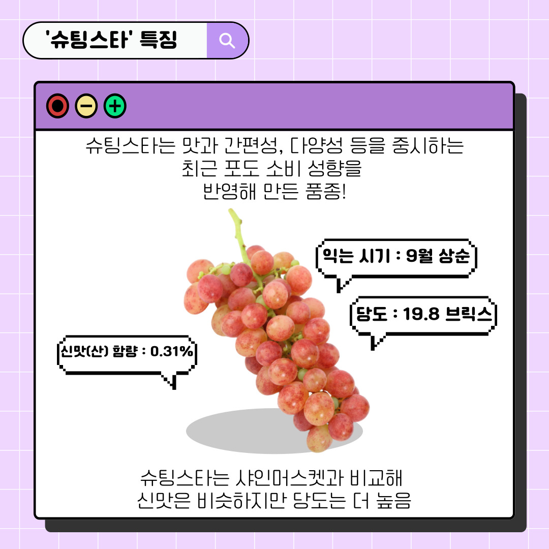 슈팅스타 특징 슈팅스타는 맛과 간편성, 다양성 등을 중시하는 최근 포도 소비 성향을 반영해 만든 품종! 익는시기:9월 상순 당도: 19.8 브릭스 신맛(산)함량: 0.31% 슈팅스타는 샤인머스켓과 비교해 신맛은 비슷하지만 당도는 더 높음 