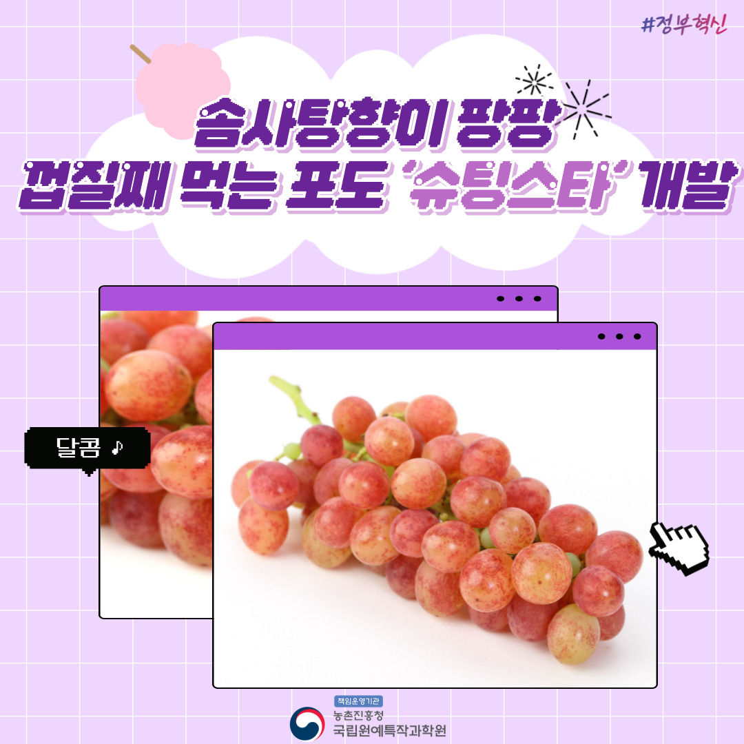 # 정부혁신 솜사탕향이 팡팡 껍질째 먹는 포도 슈팅스타 개발 책임운영기관 농촌진흥청 국립원예특작과학원 