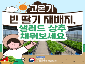 [썸네일 이미지] 고온기 빈 딸기 재배지, 샐러드 상추 채워보세요