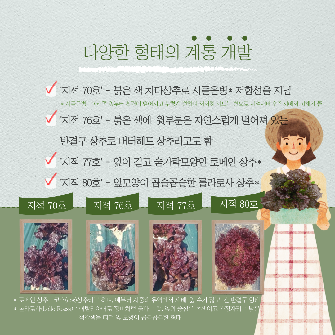 다양한 형태의 계통 개발 지적 70호 붉은색 치마 상추로 시들음병 *저항성을 지님 시들음병: 아랫쪽 잎부터 활력이 떨어지고 누렇게 변하며 서서히 시드는 병으로 시설재배 연작지에서 피해가 큼 지적 76호 - 붉은 색에 윗부분은 자연스럽게 벌어져 있는 반결구 상추로 버터헤드 상추라고도 함 지적 77호 - 잎이 길고 숟가락 모양인 로메인 상추* 지적 80호 - 잎모양이 곱슬곱슬한 롤라로사 상추 * 지적 70호 지적 76호 지적 77호 지적 80호 *로메인상추: 코스(cos)상추라고 하며, 예부터 지중해 유역에서 재배, 잎 수가 많고 긴 반결구형태 *롤라로사(Lollo Rossa): 이탈리아어로 장미처럼 붉다는 뜻, 잎의 중심은 녹색이고 가장자리는 밝은 적갈색을 띠며 잎 모양이 곱슬곱슬한 형태