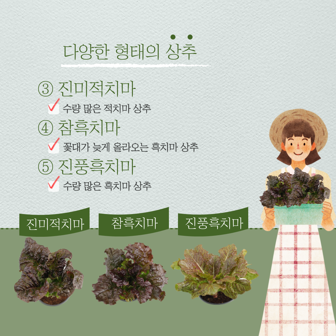 다양한 형태의 상추 ③ 진미적치마 수량 많은 적치마 상추 ④ 참흑치마 꽃대가 늦게 올라오는 흑치마 상추 ⑤ 진풍흑치마 수량 많은 흑치마 상추 진미적치마 참흑치마 진풍흑치마