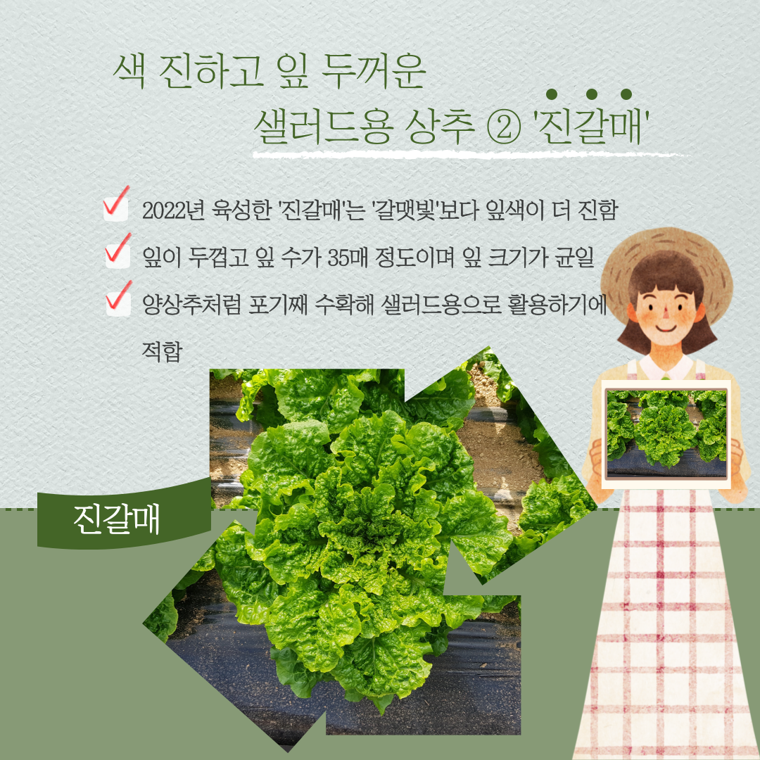 색 진하고 잎 두꺼운 샐러드용 상추 ② 진갈매 2022년 육성한 진갈매는 갈맷및 보다 잎색이 더 진함 잎이 두껍고 잎 수가 35매 정도이며 잎 크기가 균일 양상추처럼 포기째 수확해 샐러드용으로 활용하기에 적합 진갈매 
