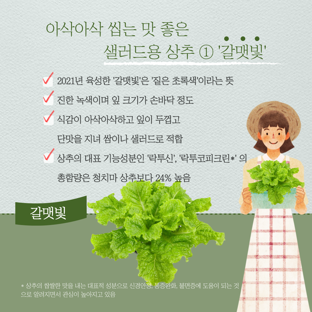 아삭아삭 씹는 맛이 좋은 샐러드용 상추 ① 갈맷빛 2021년 육성한 갈맷빛은 짙은 초록색 이라는 뜻 진한 녹색이며 잎 크기가 손바닥 정도 식감이 아삭아삭하고 잎이 두껍고 단맛을 지녀 쌈이나 샐러드로 적합 상추의 대표 기능성분인 락투신, 락투코피크린* 의 총함량은 청치마 상추보다 24% 높음 갈맷빛 * 상추의 쌉쌀한 맛을 내는 대표적 성분으로 신경안정, 통증완화, 불면증에 도움이 되는 것으로 알려지면서 관심이 높아지고 있음 