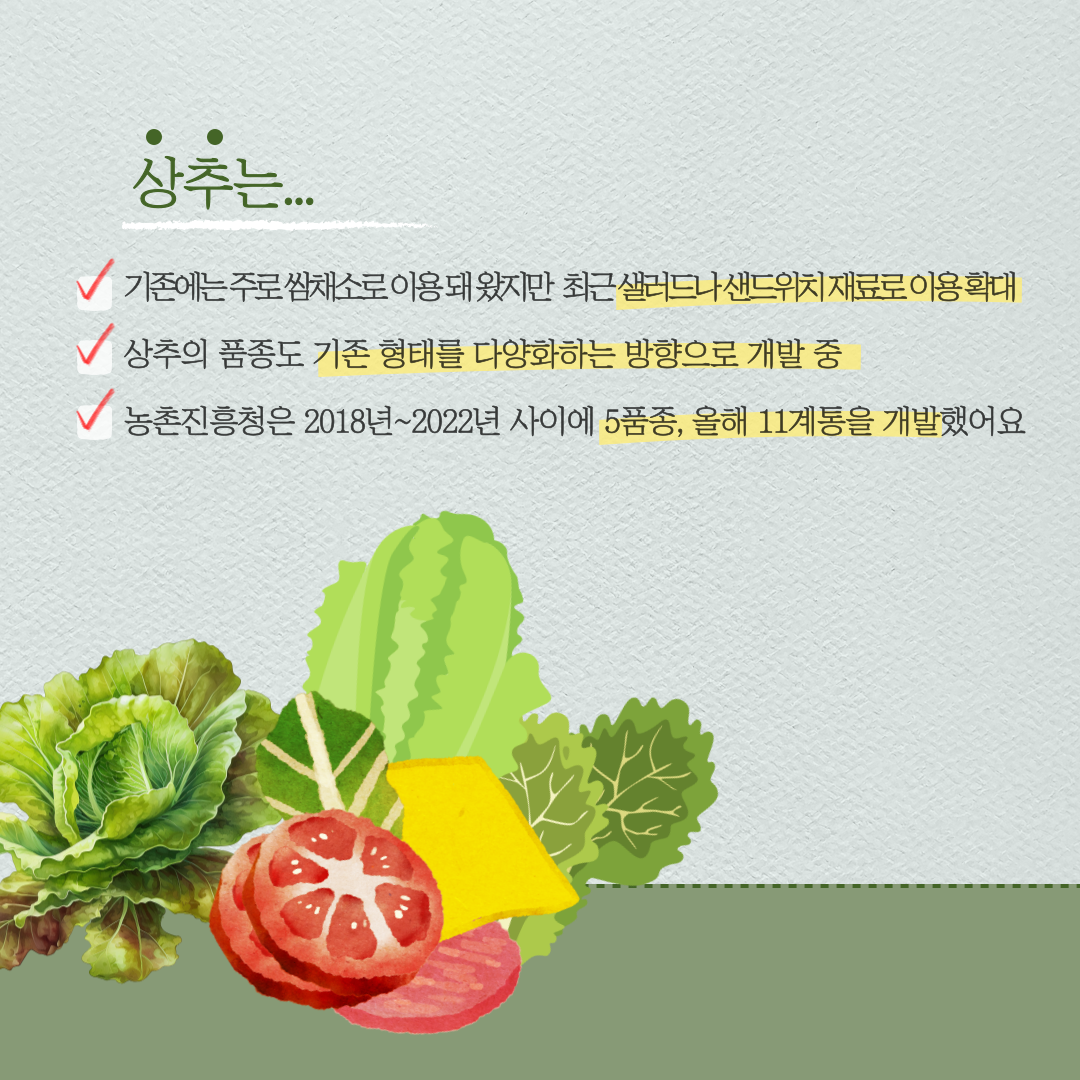 상추는 기존에는 주로 쌈채소로 이용돼 왔지만 최근 샐러드나 샌드위치 재료로 이용 확대 상추의 품종도 기존 형태를 다양화하는 방향으로 개발 중 농촌진흥청은 2018년~2022년 사이에 5품종, 올해 11계통을 개발했어요 