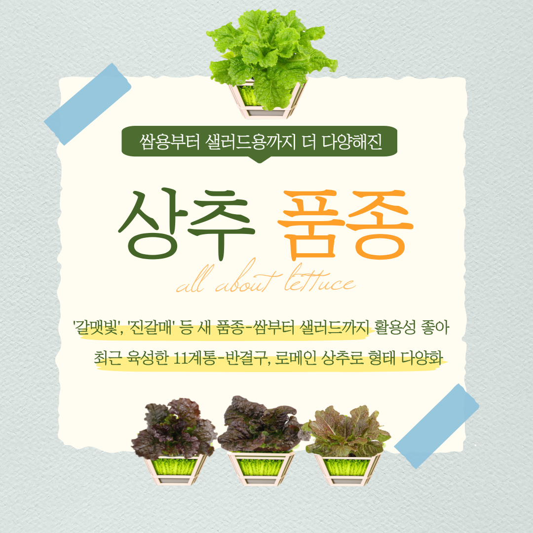 쌈용부터 샐러드용까지 더 다양해진 상추 품종 갈맺빛, 진갈매 등 새 품종-쌈부터 샐러드까지 활용성 좋아 최근 육성한 11계통-반결구, 로메인 상추로 형태 다양화 
