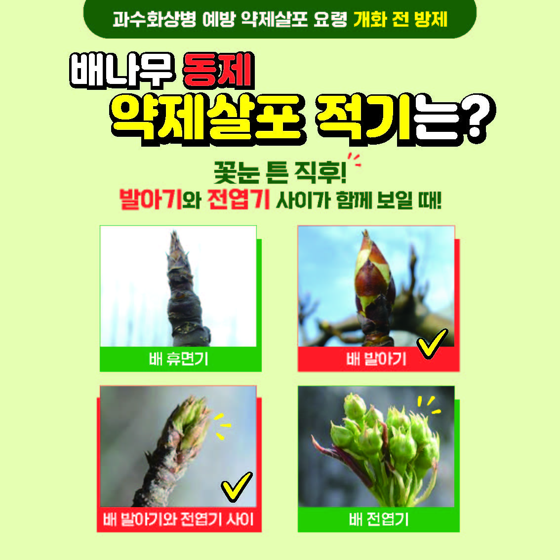 과수화상병 예방 약제살표 요령 개화 전 방제 배나무 동제 약제살포 적기는? 꽃눈 튼 직후! 발아기와 전엽기 사이가 함께 보일 때! 배 휴면기, 배 발아기, 배 발아기와 전엽기 사이, 배 전엽기